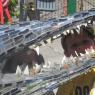 In the jaws of ?